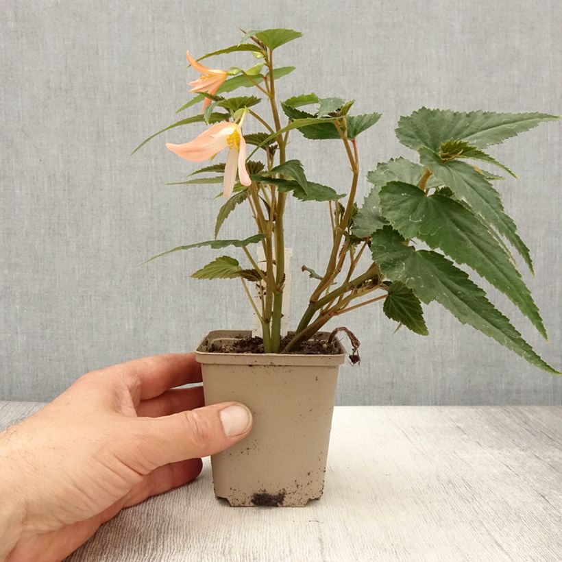 Exemplaar van Begonia Summerwings White Elegance - Hangbegonia Kweekpotje van 8/9 cm zoals geleverd in de lente