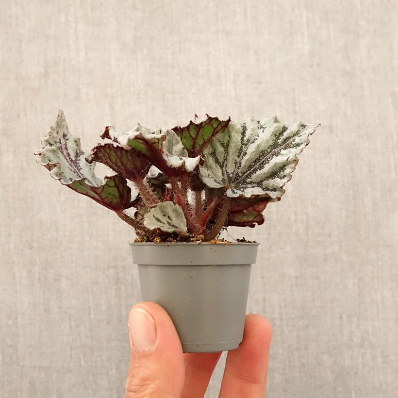 Exemplaar van Begonia Rex Dew Drop - Bladbegonia Mini-kamerplanten zoals geleverd in de lente