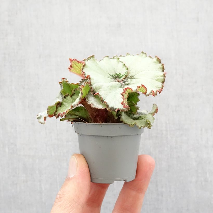 Exemplaar van Begonia Rex Escargot - Bladbegonia Mini-kamerplanten zoals geleverd in de lente