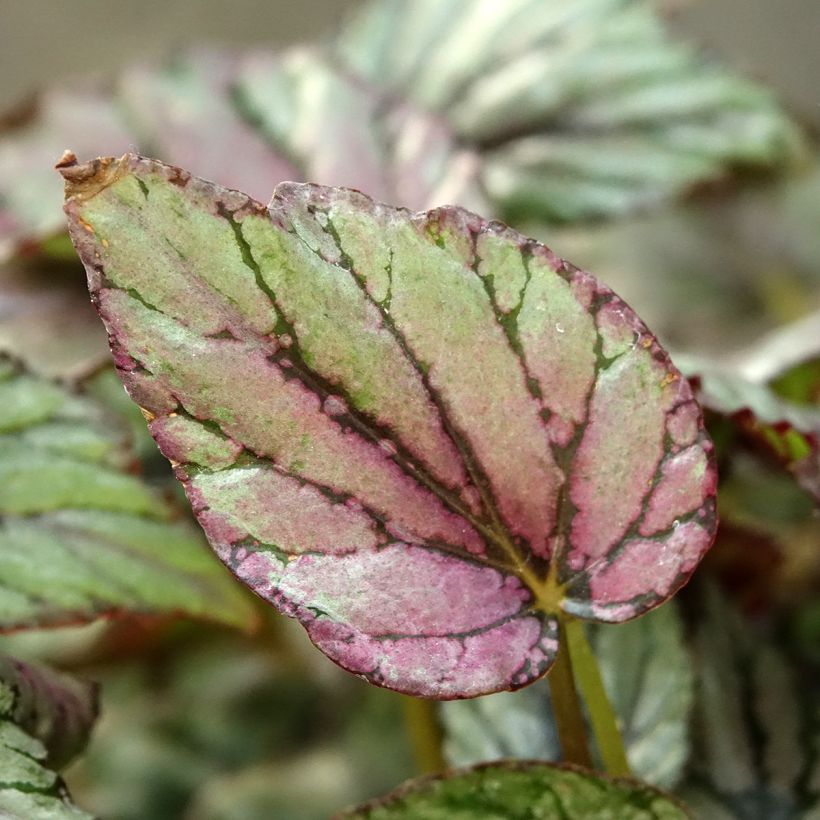 Begonia Rex Hugh McLauchlan - Bladbegonia (Blad)