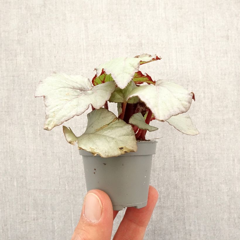 Exemplaar van Begonia Rex Pink Pop - Bladbegonia Mini-kamerplanten zoals geleverd in de lente