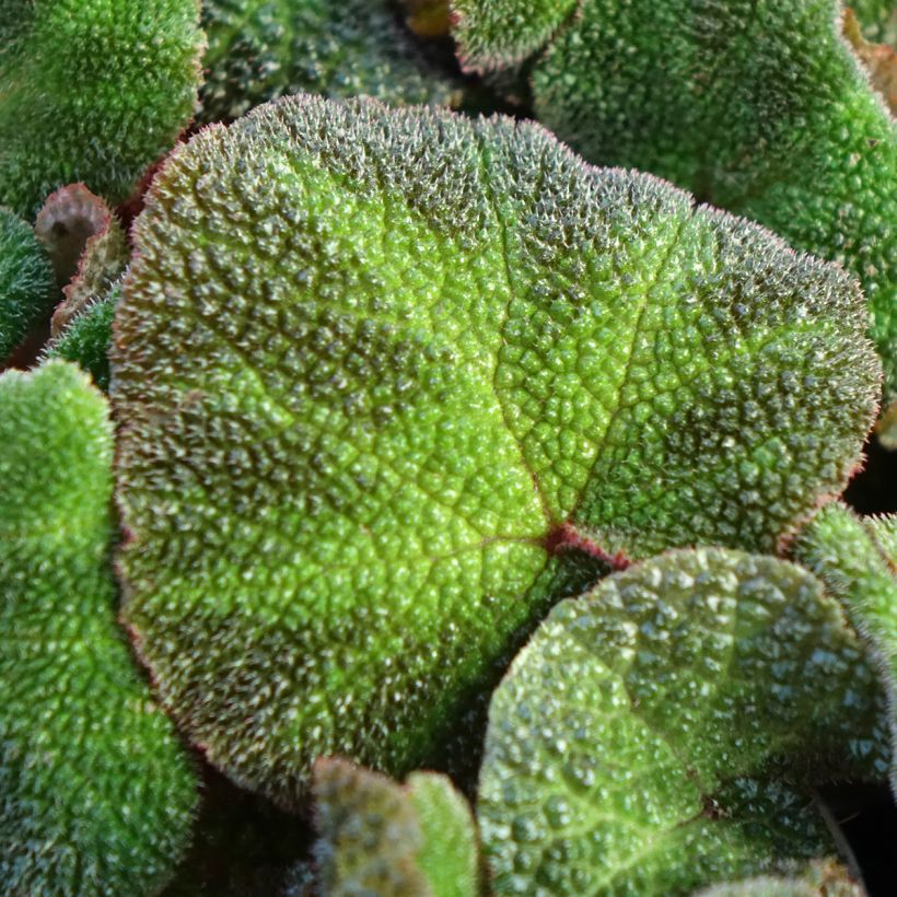 Begonia Rex Soli Mutata - Bladbegonia (Blad)