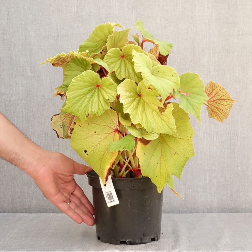 Exemplaar van Begonia Torsa - Scheefblad Pot van 3 l/4 l zoals geleverd in de zomer
