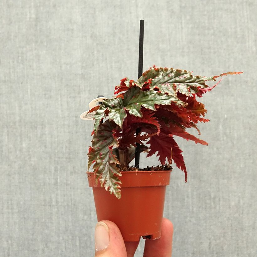 Exemplaar van Begonia Wings serratipetala Mini-kamerplanten zoals geleverd in de lente