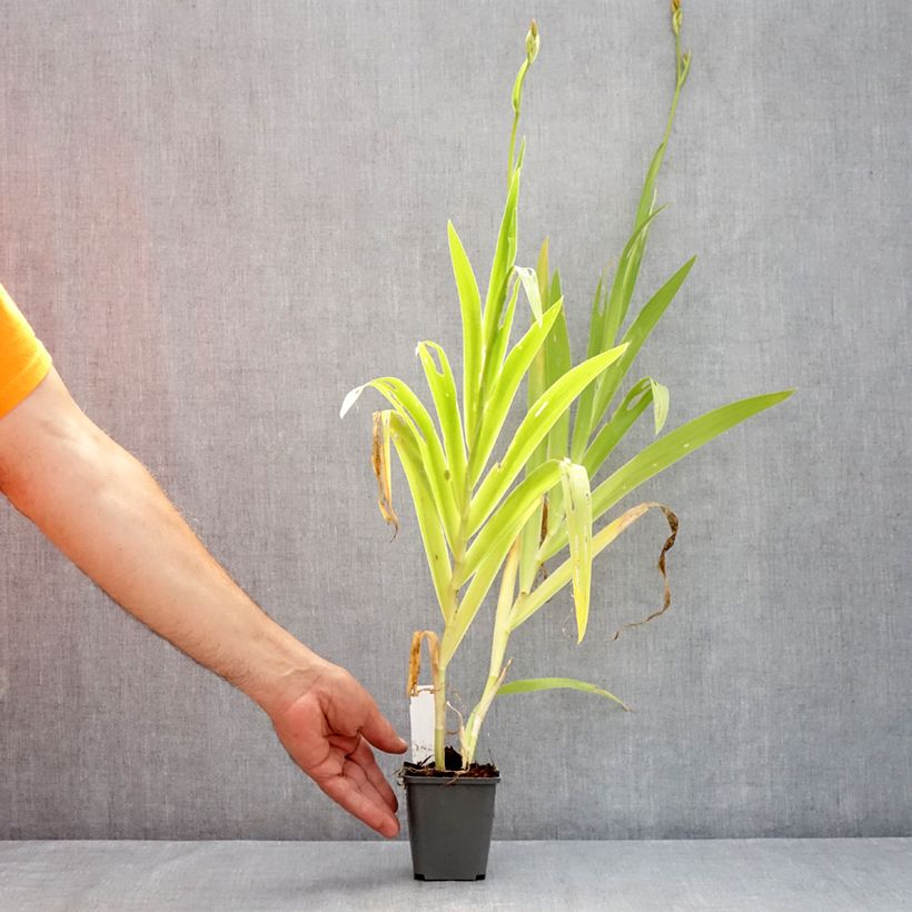 Exemplaar van Belamcanda chinensis Hello Yellow - Luipaardbloem Kweekpotje van 8/9 cm zoals geleverd in de zomer