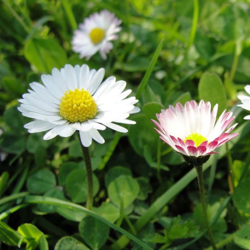 Madeliefje (zaad) - Bellis perennis (Flowering)