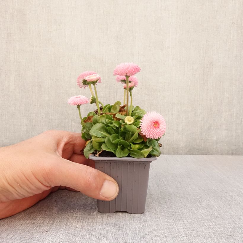 Exemplaar van Madeliefje roze  - Bellis perennis Kweekpotje van 7/8 cm zoals geleverd in de lente
