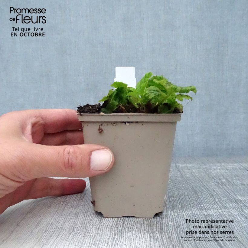 Exemplaar van Geum Cocktail Alabama Slammer - Nagelkruid Kweekpotje van 8/9 cm zoals geleverd in de herfst