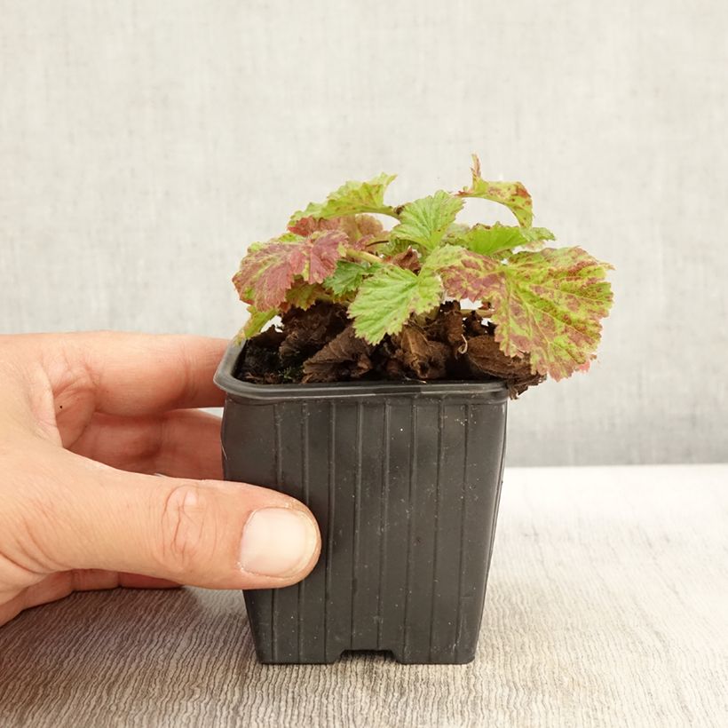 Exemplaar van Geum rivale Coppertone - Knikkend nagelkruid Kweekpotje van 8/9 cm zoals geleverd in de herfst