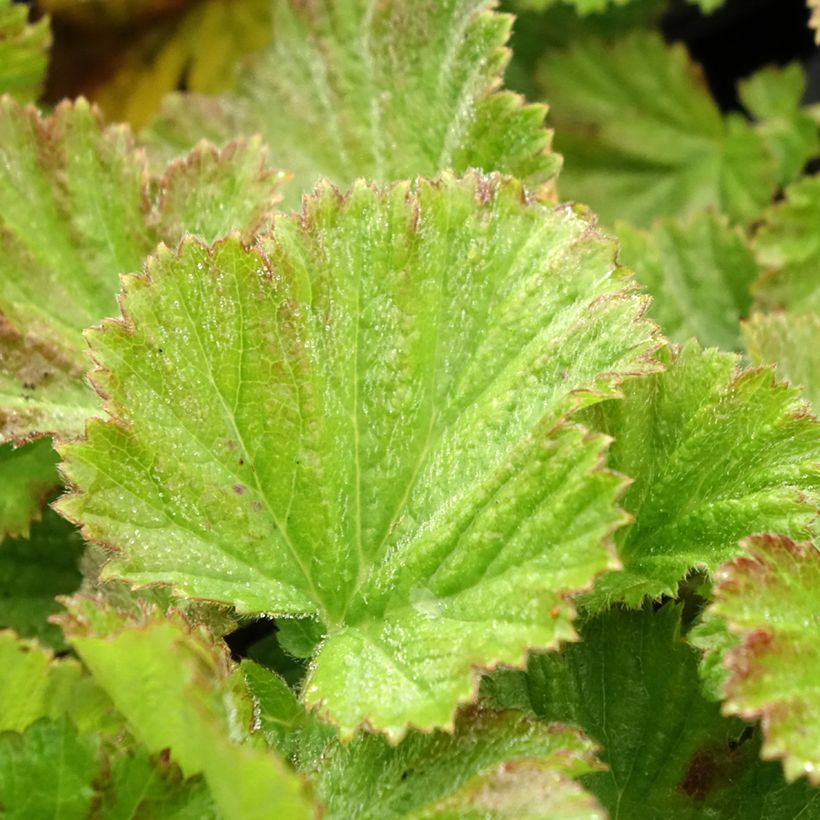 Geum rivale Coppertone - Knikkend nagelkruid (Blad)