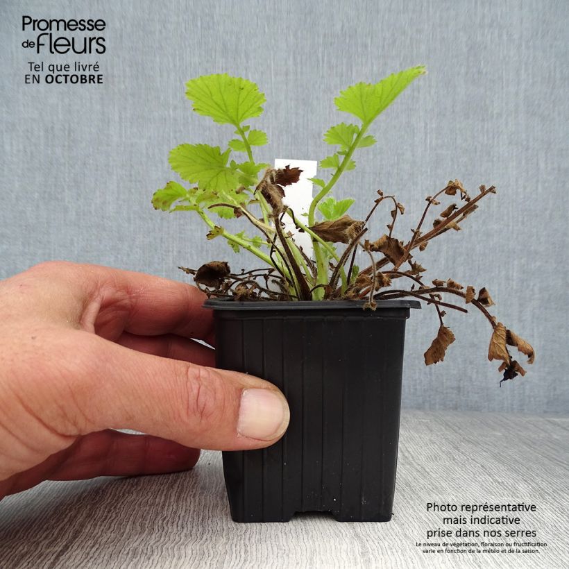 Exemplaar van Geum Fire Storm - Nagelkruid Kweekpotje van 8/9 cm zoals geleverd in de herfst
