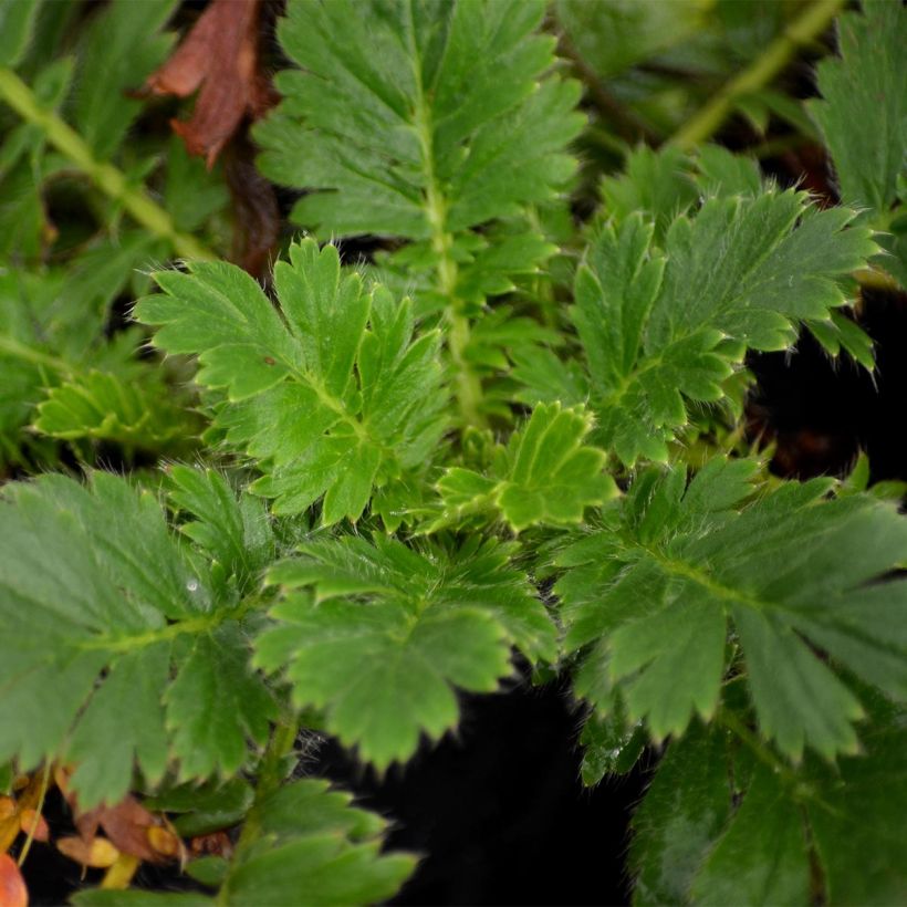Geum triflorum - Nagelkruid (Blad)