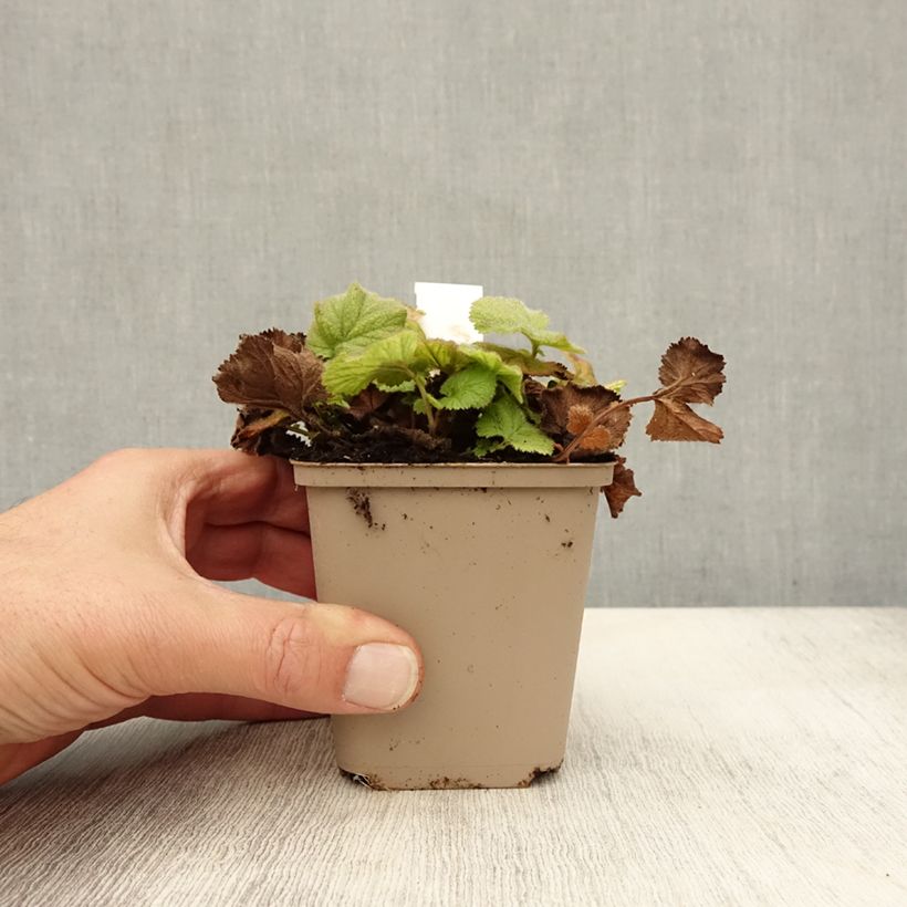 Exemplaar van Geum chiloense Sigiswang - Nagelkruid Kweekpotje van 8/9 cm zoals geleverd in de herfst