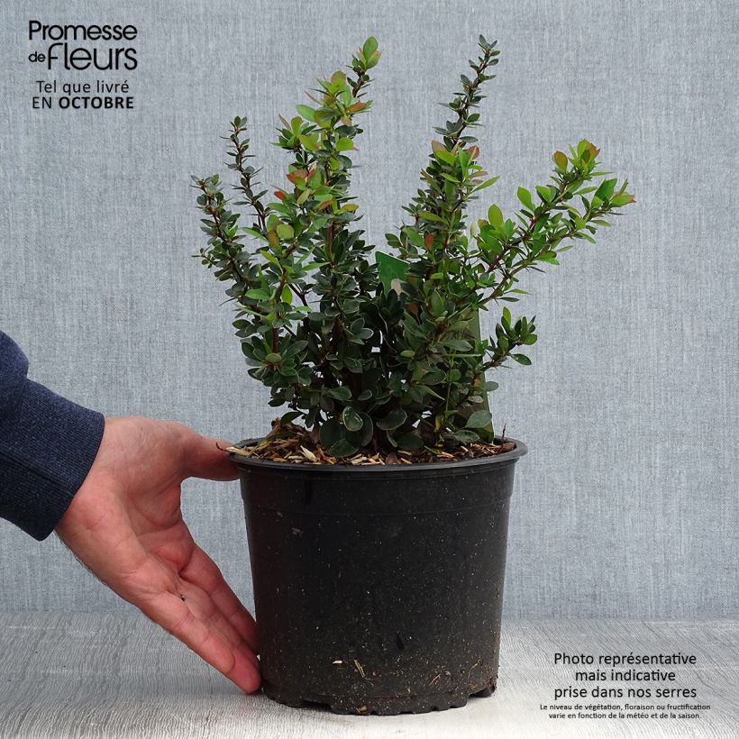 Exemplaar van Berberis buxifolia Nana - Zuurbes Pot van 3 l/4 l zoals geleverd in de herfst