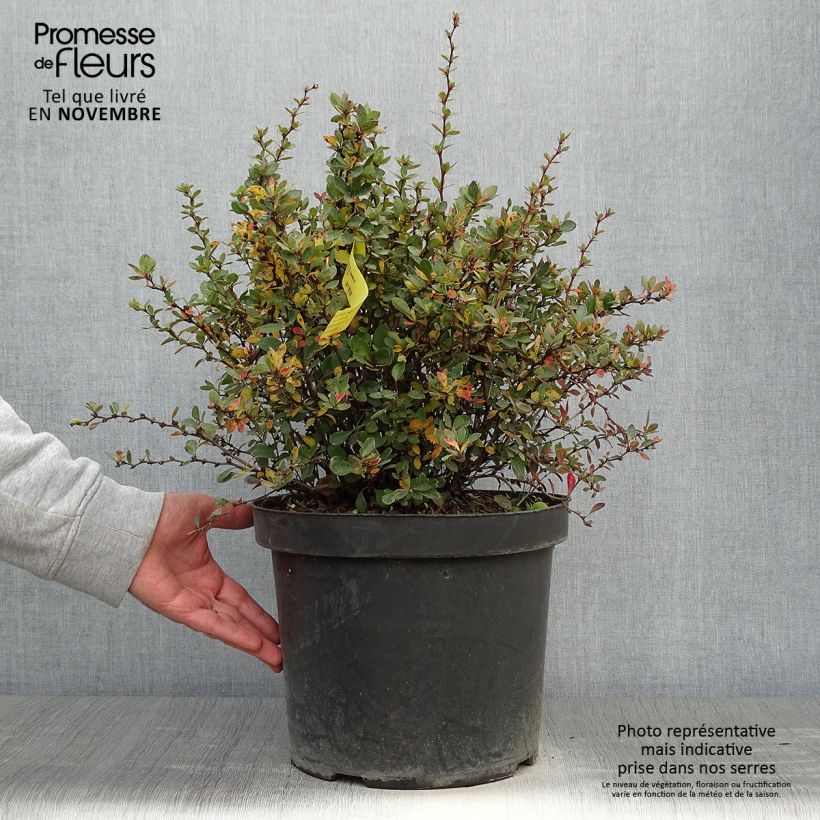 Exemplaar van Berberis buxifolia Nana - Zuurbes Pot van 7,5 l/10 l zoals geleverd in de herfst