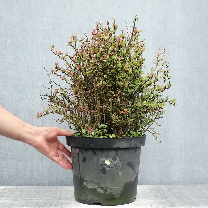 Exemplaar van Berberis buxifolia Nana - Zuurbes Pot van 7,5 l/10 l zoals geleverd in de zomer