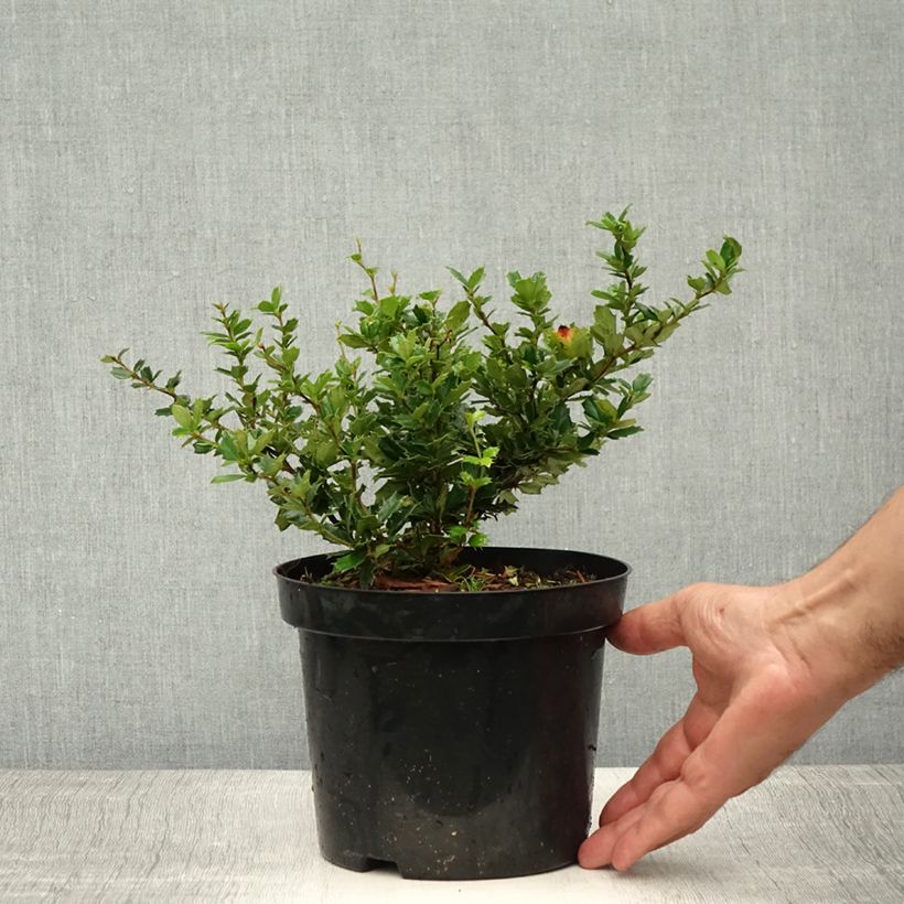 Exemplaar van Berberis darwinii - Darwinszuurbes Pot van 2 l/3 l zoals geleverd in de zomer