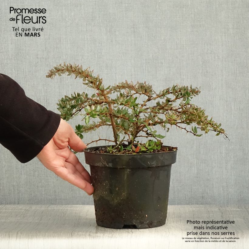 Exemplaar van Berberis darwinii - Darwinszuurbes Pot van 2 l/3 l zoals geleverd in de lente