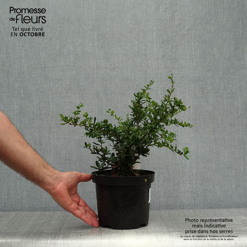 Exemplaar van Berberis darwinii Compacta - Darwinszuurbes Pot van 3 l/4 l zoals geleverd in de herfst