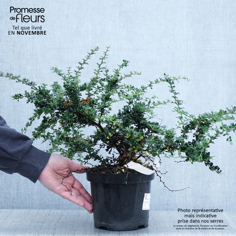 Exemplaar van Berberis darwinii Compacta - Darwinszuurbes Pot van 2 l/3 l zoals geleverd in de herfst