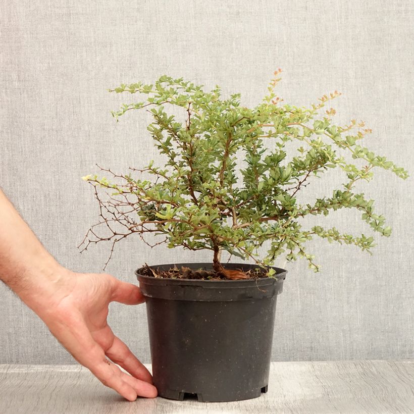 Exemplaar van Berberis darwinii Compacta - Darwinszuurbes Pot van 2 l/3 l zoals geleverd in de zomer