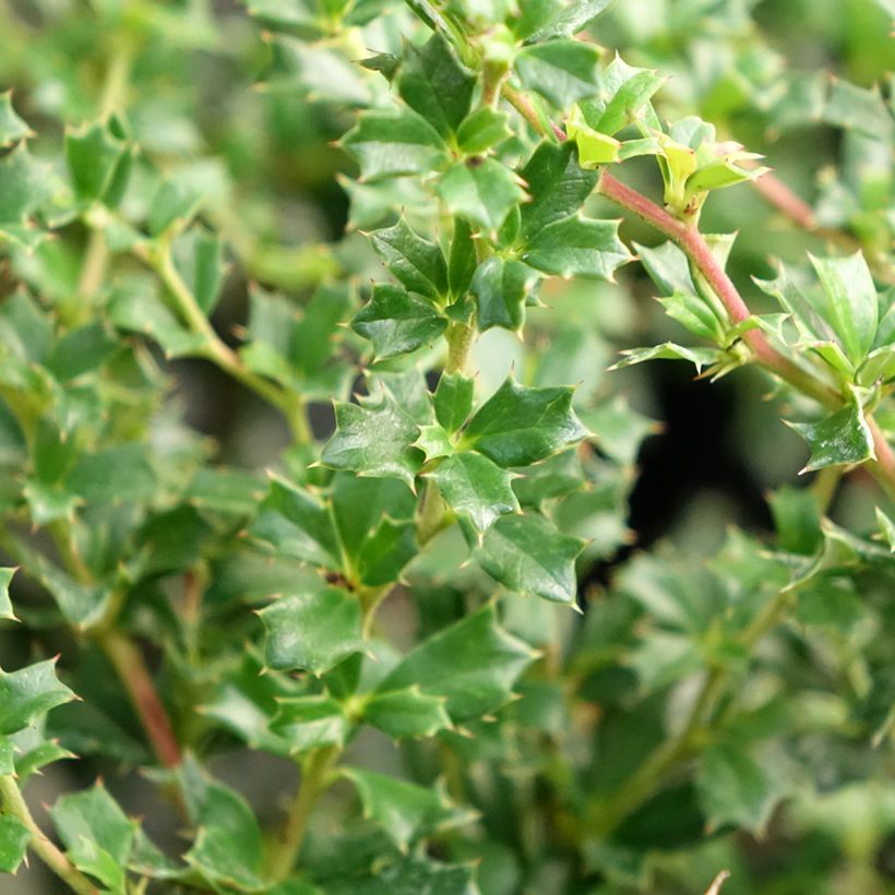 Berberis darwinii Compacta - Darwinszuurbes (Blad)