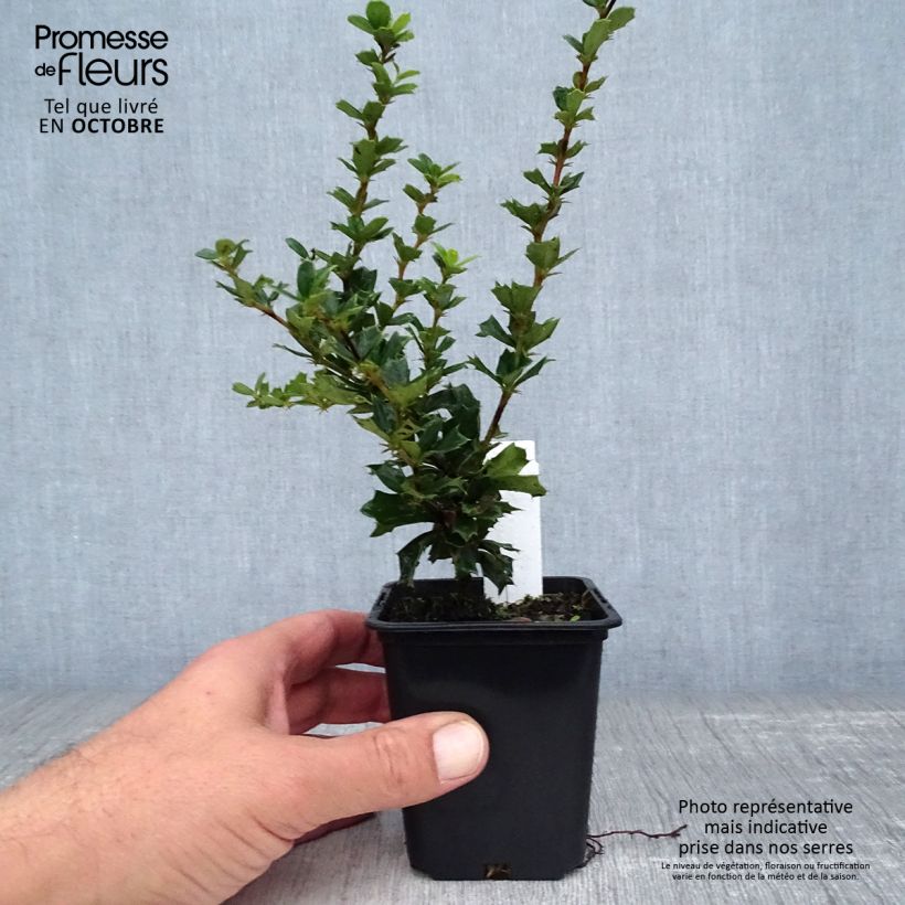 Exemplaar van Berberis darwinii - Darwinszuurbes Kweekpotje van 8/9 cm zoals geleverd in de herfst