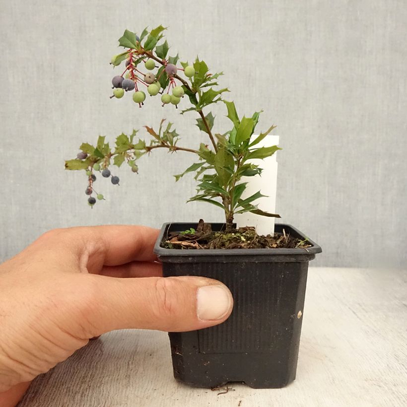 Exemplaar van Berberis darwinii - Darwinszuurbes Kweekpotje van 8/9 cm zoals geleverd in de zomer