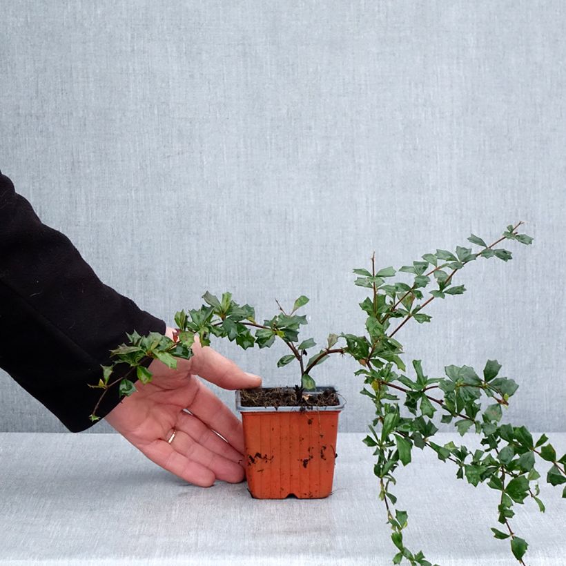 Exemplaar van Berberis darwinii - Darwinszuurbes Kweekpotje van 8/9 cm zoals geleverd in de winter