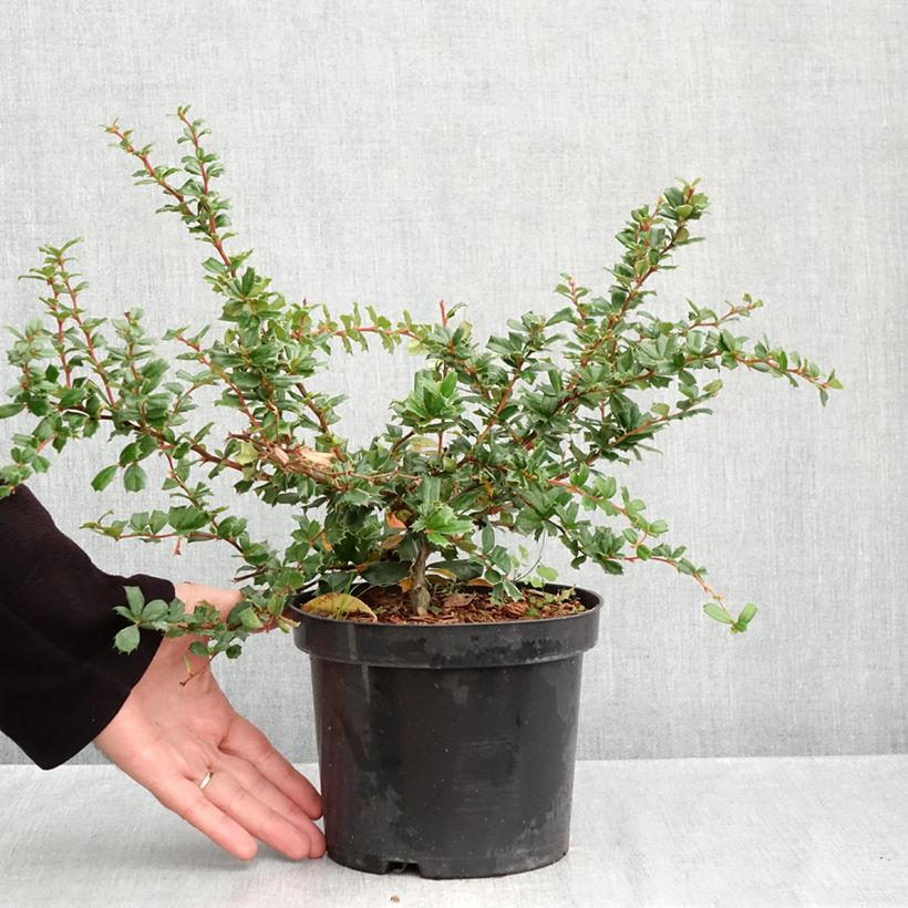 Exemplaar van Berberis darwinii - Darwinszuurbes Pot van 2 l/3 l zoals geleverd in de herfst