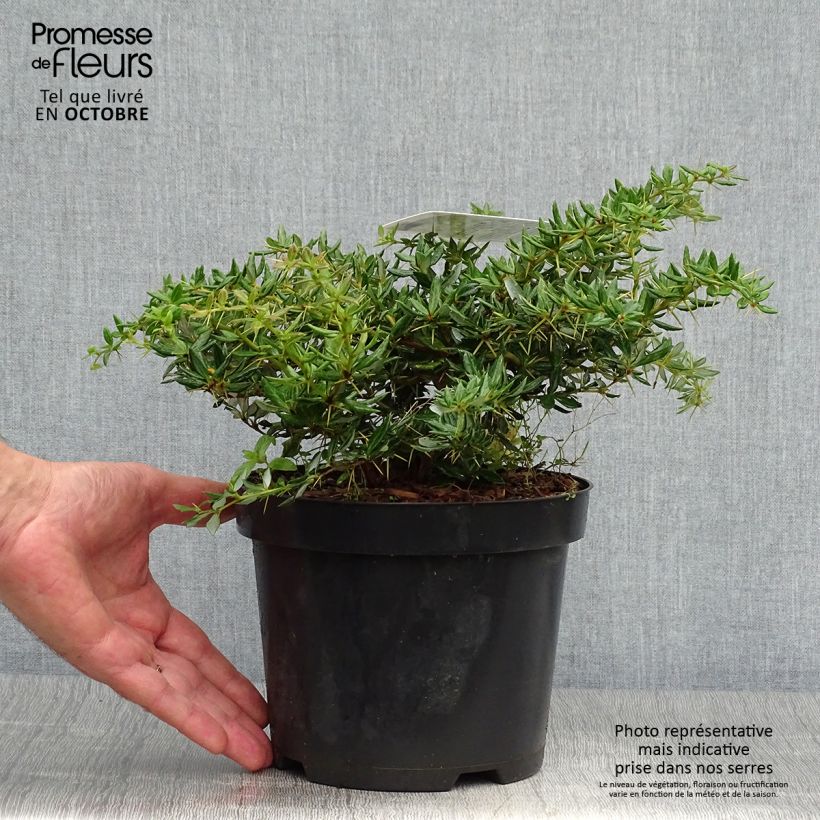 Exemplaar van Berberis frikartii Amstelveen - Zuurbes Pot van 2 l/3 l zoals geleverd in de herfst