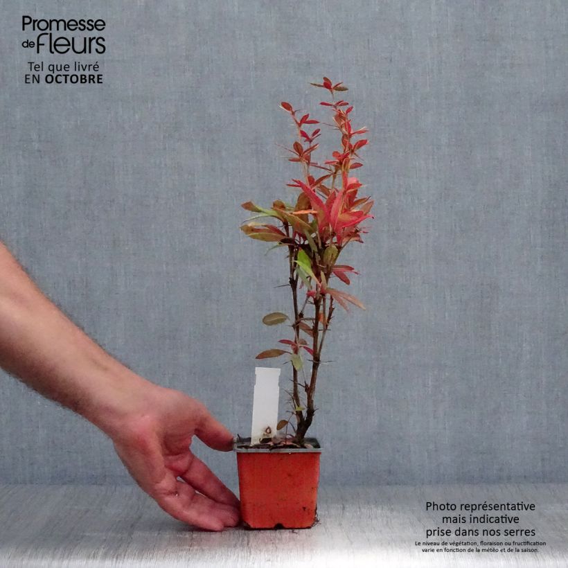 Exemplaar van Berberis julianae - Zuurbes Kweekpotje van 8/9 cm zoals geleverd in de herfst
