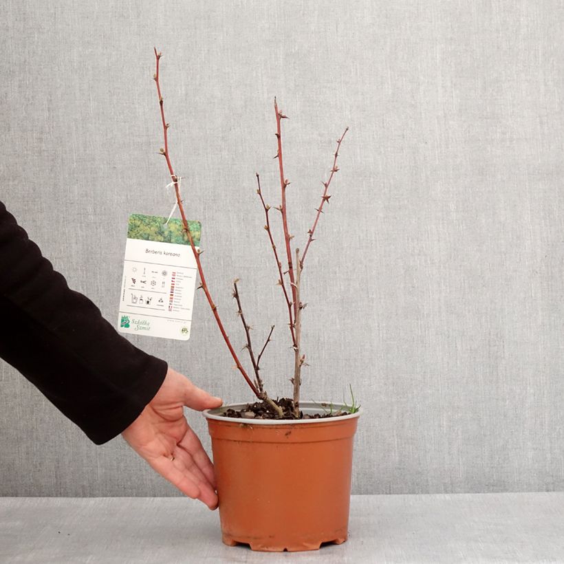 Exemplaar van Berberis koreana - Koreaanse berberis Pot van 3 l/4 l zoals geleverd in de winter