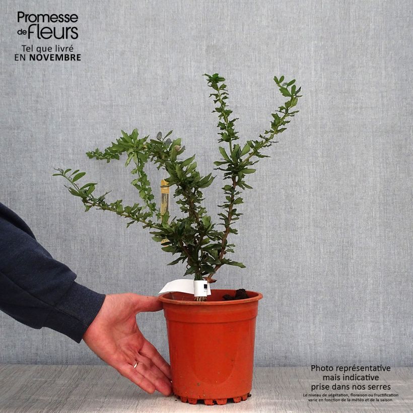 Exemplaar van Berberis lologensis Apricot Queen - Zuurbes Pot van 2 l/3 l zoals geleverd in de herfst