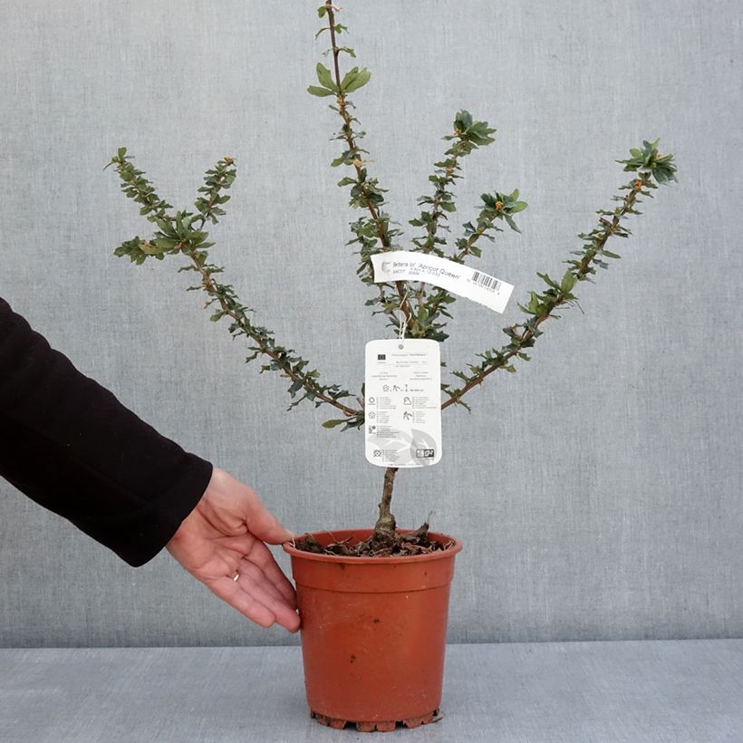 Exemplaar van Berberis lologensis Apricot Queen - Zuurbes Pot van 2 l/3 l zoals geleverd in de lente