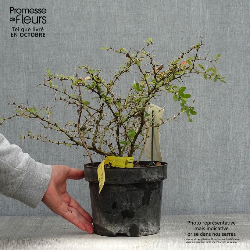 Exemplaar van Berberis media Dual Jewel - Zuurbes Pot van 2 l/3 l zoals geleverd in de herfst