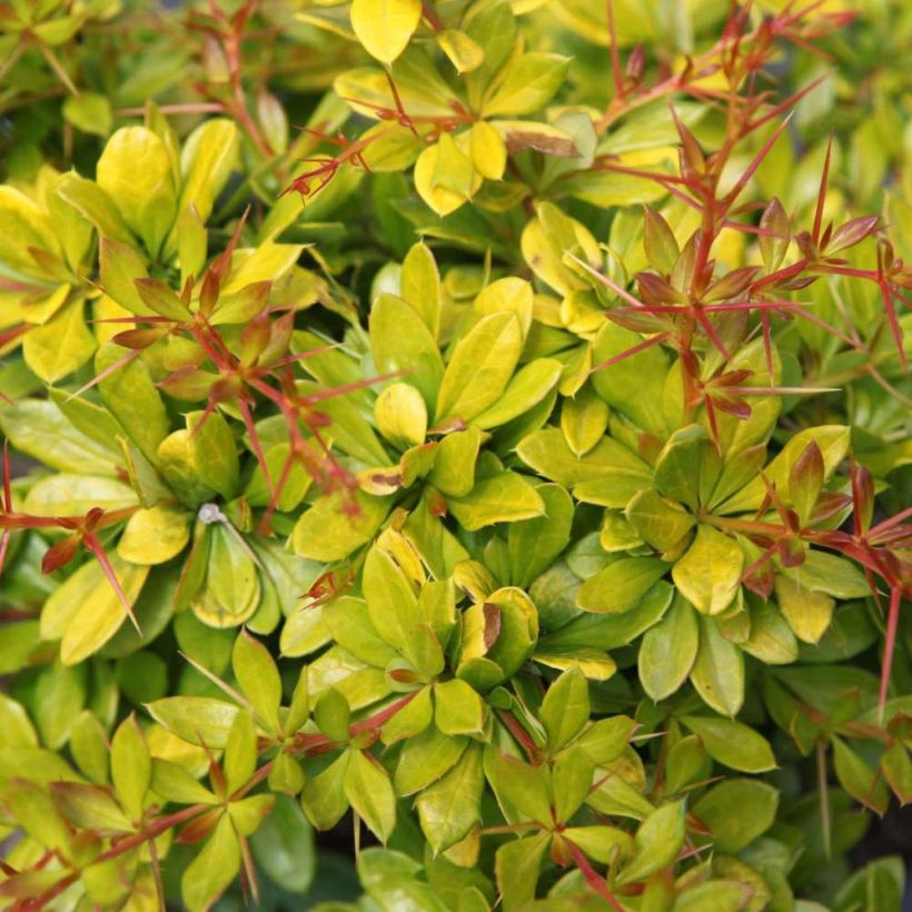 Berberis media Dual Jewel - Zuurbes (Blad)