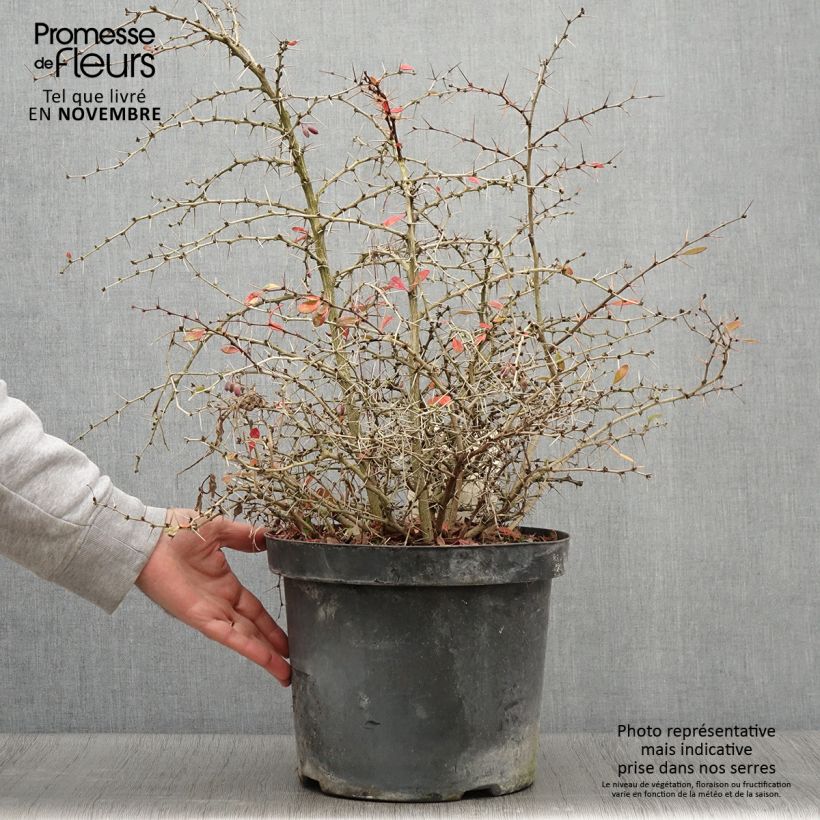 Exemplaar van Berberis media Dual Jewel - Zuurbes Pot van 7,5 l/10 l zoals geleverd in de herfst