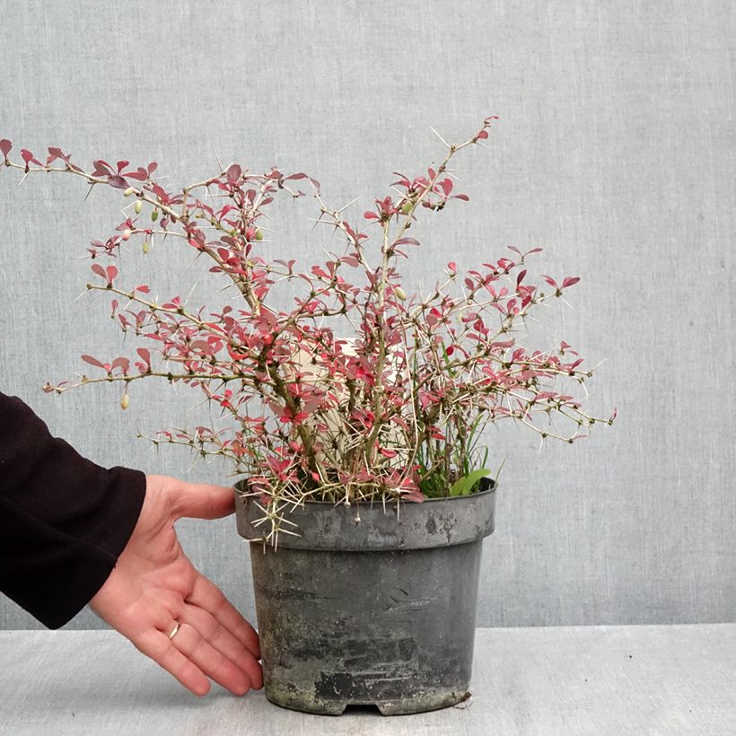 Exemplaar van Berberis media Red Jewel - Zuurbes Pot van 3 l/4 l zoals geleverd in de herfst