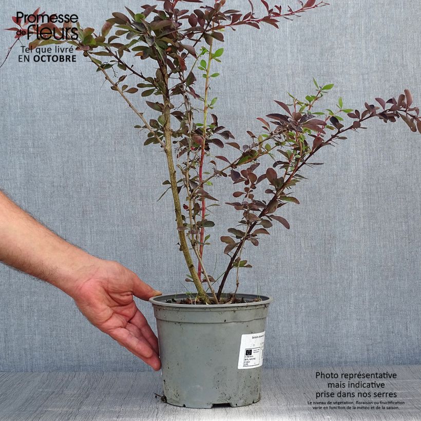 Exemplaar van Berberis ottawensis Auricoma - Zuurbes Auricoma Pot van 3 l/4 l zoals geleverd in de herfst