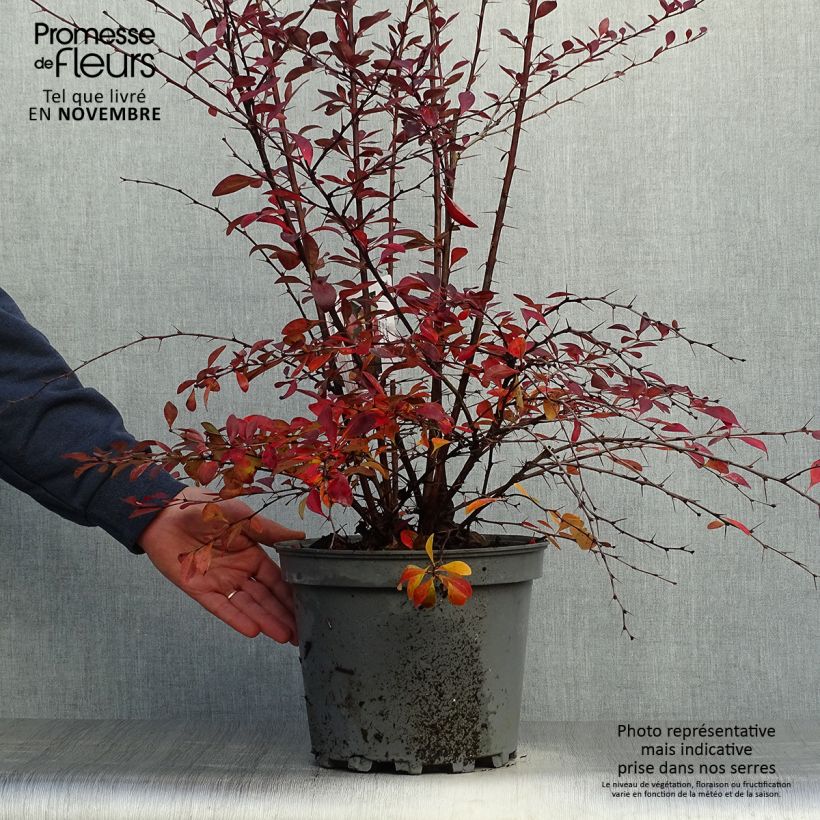 Exemplaar van Berberis ottawensis Auricoma - Zuurbes Auricoma Pot van 7,5 l/10 l zoals geleverd in de herfst