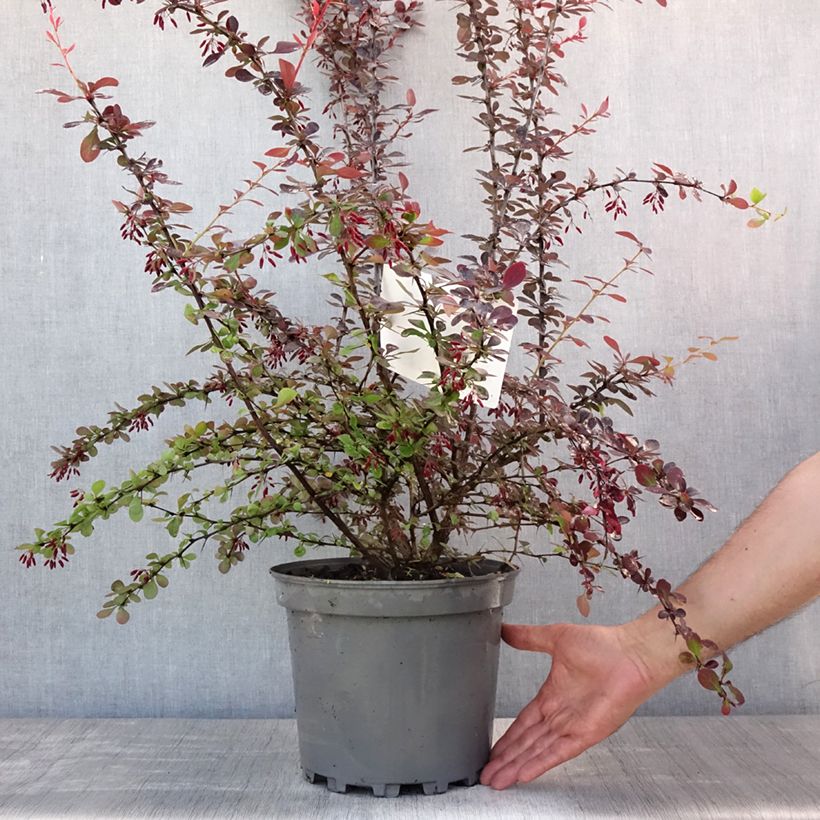 Exemplaar van Berberis ottawensis Auricoma - Zuurbes Auricoma Pot van 7,5 l/10 l zoals geleverd in de zomer