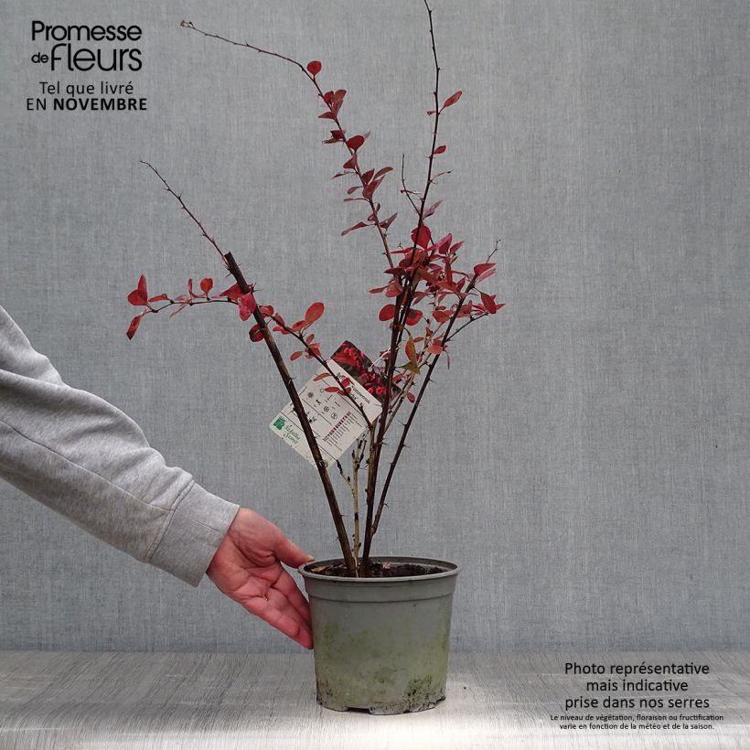 Exemplaar van Berberis ottawensis Superba - Zuurbes Pot van 3 l/4 l zoals geleverd in de herfst