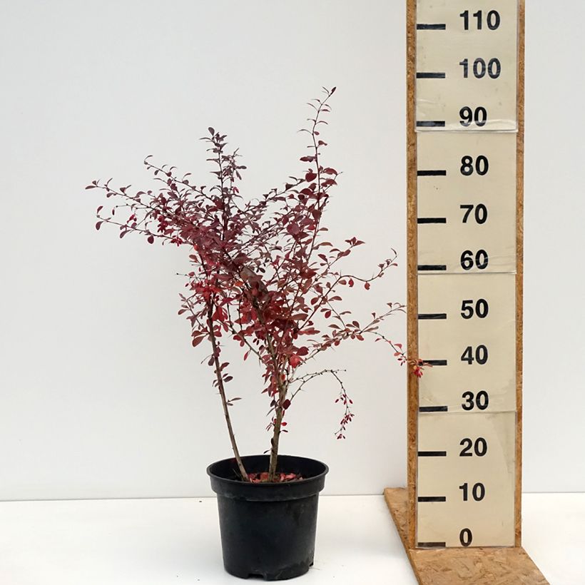 Exemplaar van Berberis ottawensis Superba - Zuurbes Pot van 7,5 l/10 l zoals geleverd in de herfst