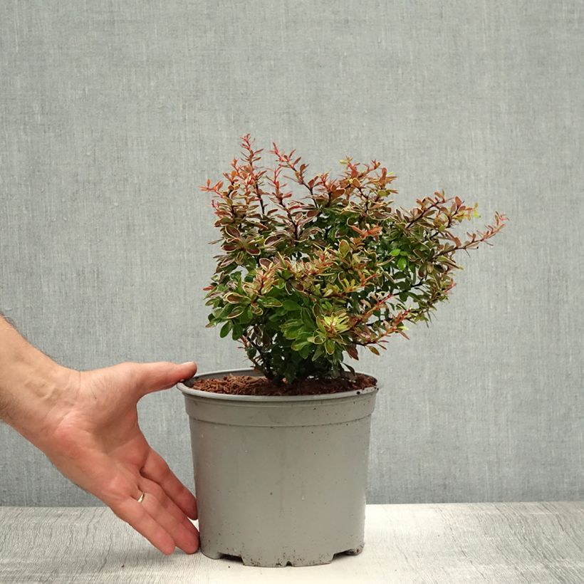 Exemplaar van Berberis thunbergii Admiration - Japanse berberis Pot van 2 l/3 l zoals geleverd in de zomer