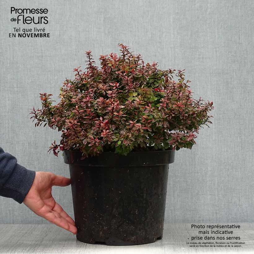 Exemplaar van Berberis thunbergii Admiration - Japanse berberis Pot van 7,5 l/10 l zoals geleverd in de herfst
