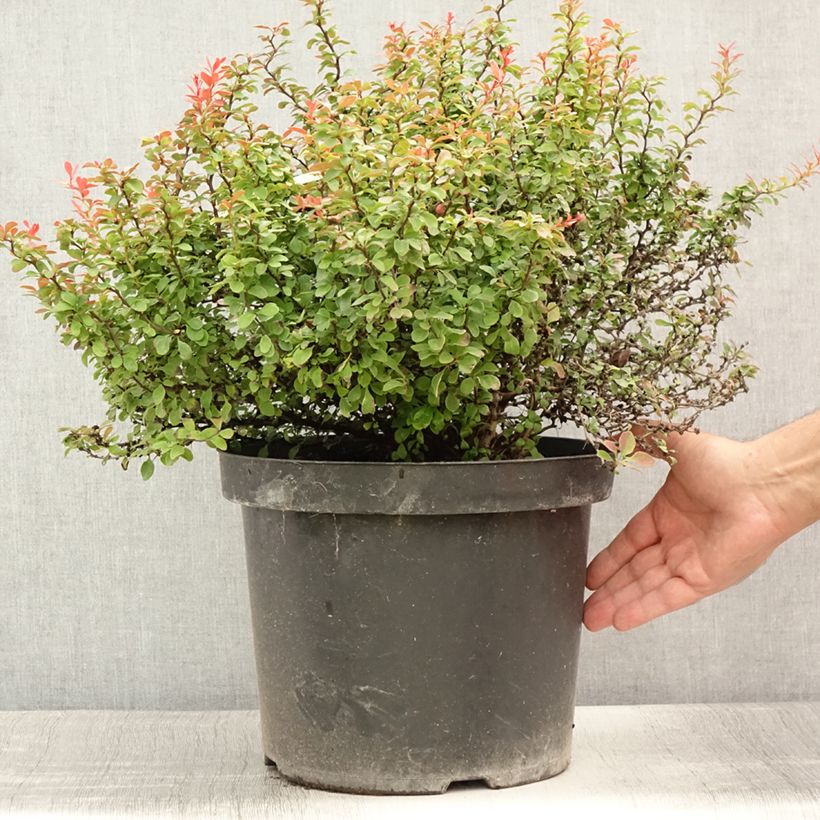 Exemplaar van Berberis thunbergii Admiration - Japanse berberis Pot van 7,5 l/10 l zoals geleverd in de zomer