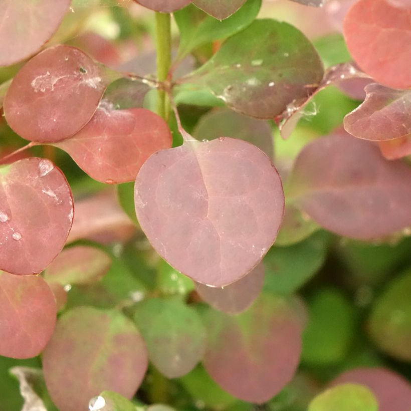 Berberis thunbergii Atropurpurea - Japanse berberis (Blad)