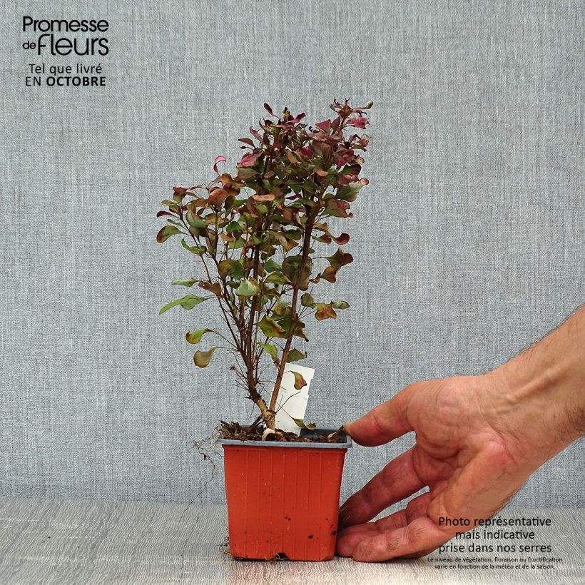 Exemplaar van Berberis thunbergii Atropurpurea - Japanse berberis Kweekpotje van 8/9 cm zoals geleverd in de herfst