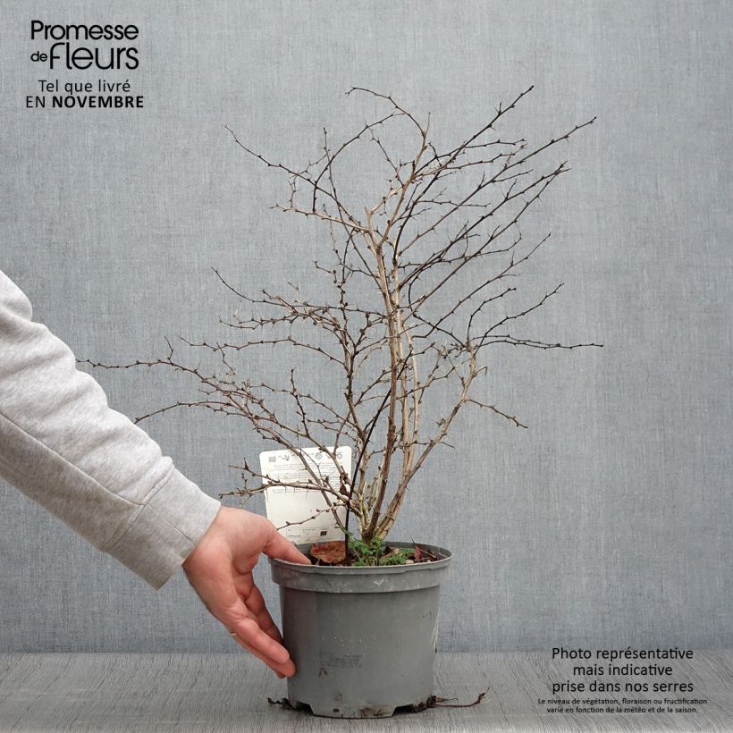 Exemplaar van Berberis thunbergii Atropurpurea - Japanse berberis Pot van 2 l/3 l zoals geleverd in de herfst